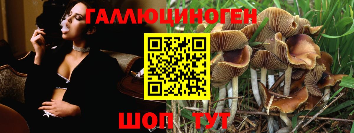 Зеленогорск  Галлюциногенные грибы Cubensis  Псилоцибиновые грибы Cubensis  Вход с VPN 